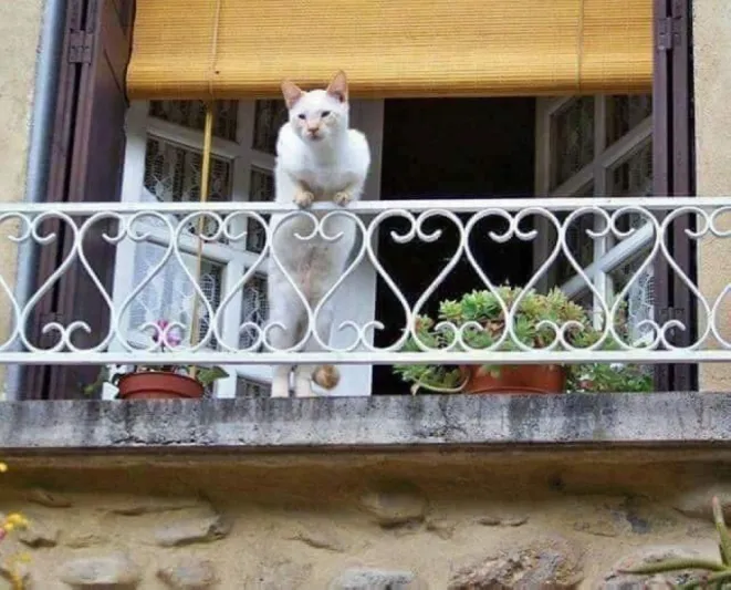  افتتاح فندق «5 نجوم» للقطط والحيوانات الأليفة في الرياض