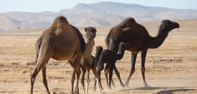 جمل بسنام غريب يثير الدهشة... فما تفسير ذلك؟ (فيديو)