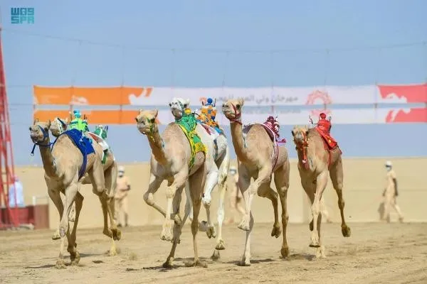 ما أغلى جائزة في مهرجان ولي العهد للهجن؟