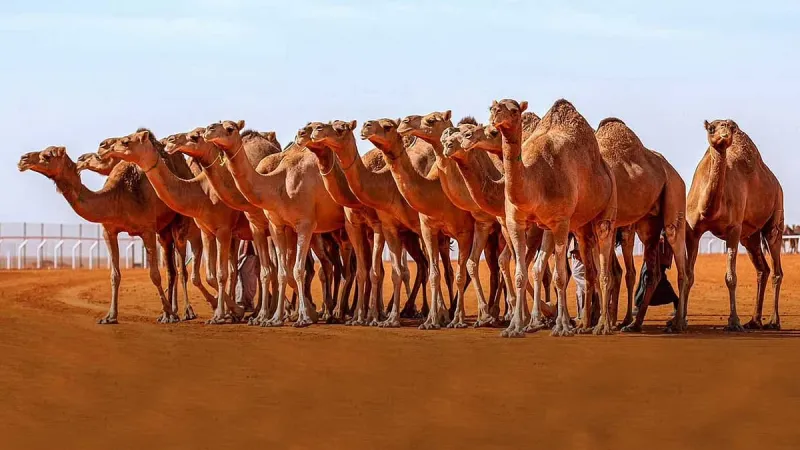 تفاصيل استضافة فرنسا «المهرجان الدولي الثاني للجمال والإبل»