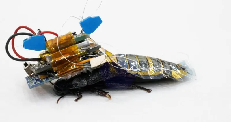 اليابان تبحث عن ناجين من الكوارث الطبيعية بواسطة «الصراصير» 