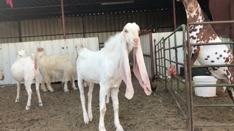 بجوائز مليون ريال.. انطلاق كرنفال «مزرعة لماح» لجمال الماعز الحجازي 