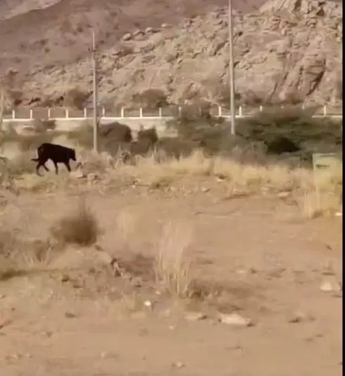 مركز الحياة الفطرية يوضح حقيقة الكائن الغريب بـ «متنزه المريع» في السعودية