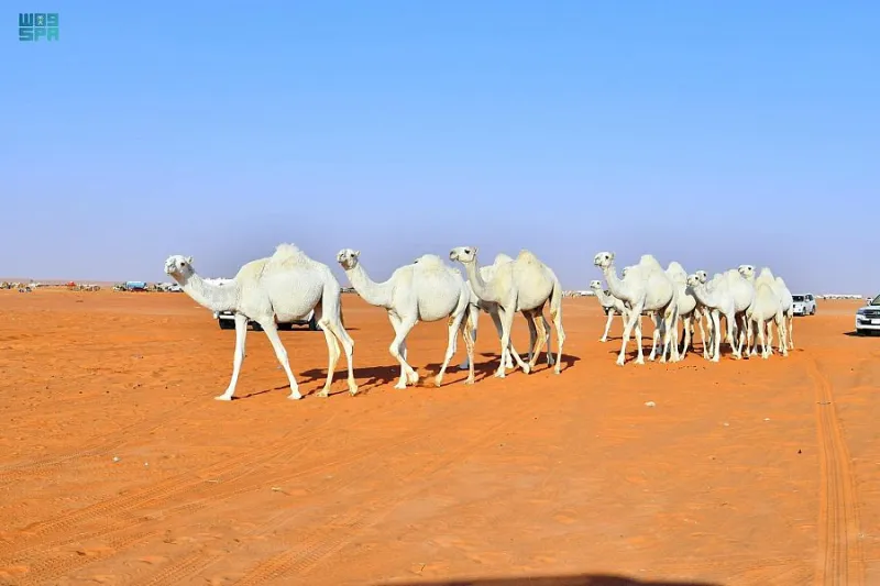اليوم الثاني لمهرجان مزاد الإبل: مبيعات تصل إلى 500 ألف ريال