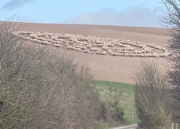 ظاهرة غريبة تحير العلماء لأغنام تدور في حلقة دائرية (فيديو)