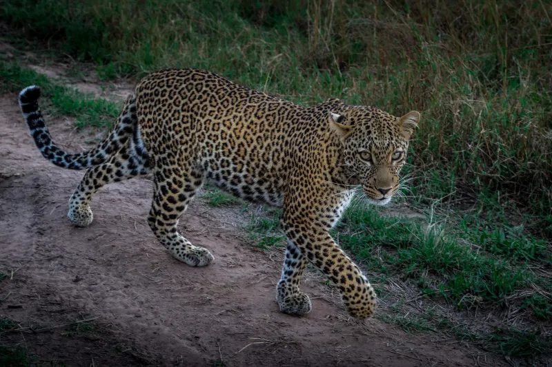 مسيرة «كات ووك» العالمية تنطلق غدًا تحت شعار «دعم رفاهيتنا الجماعية»