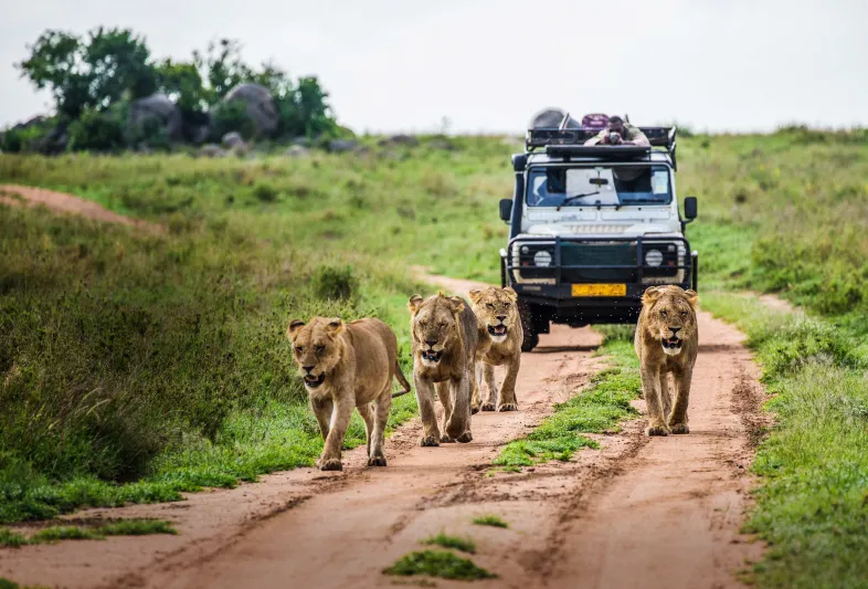 رحلة سفاري إلى كينيا... مغامرة تفوق الخيال 