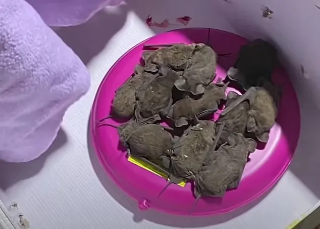 بسبب «القنبلة الثلجية».. السماء تُمطر «خفافيش» في ولاية تكساس