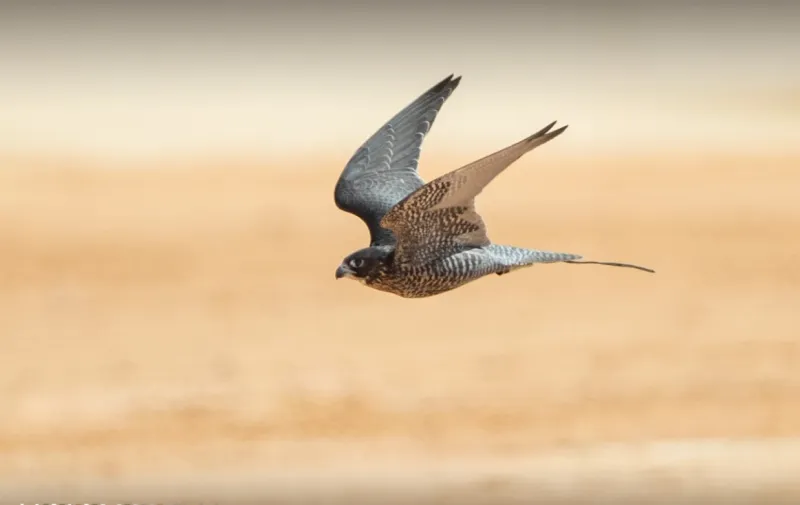 الصقر «أسود» يسجل رقمًا قياسيًّا بمهرجان الملك عبد العزيز للصقور