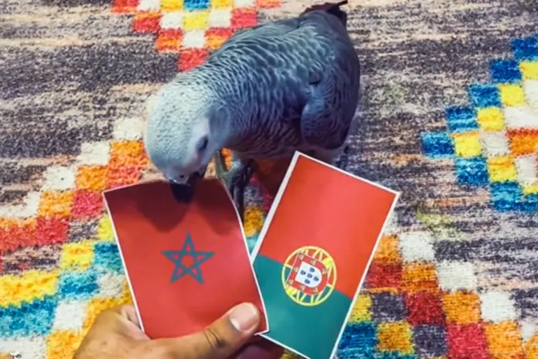 هل تصدق توقعات الببغاء مع المغرب والبرتغال؟