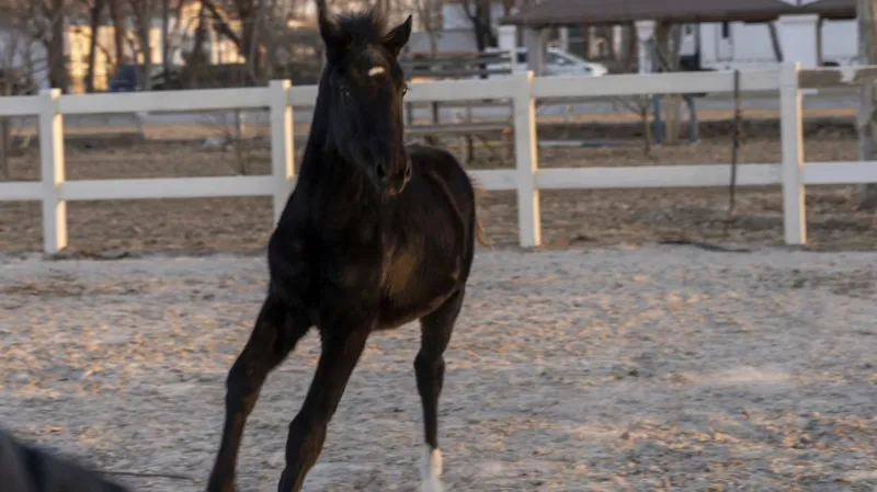 «جوانغ جوانغ» أول حصان صيني مستنسخ يشارك في الفروسية 