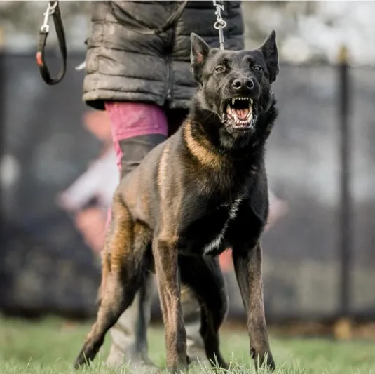 حارس مرمى الأرجنتين يشتري كلبًا مدربًا للأثرياء لحراسة ذهبية كأس العالم