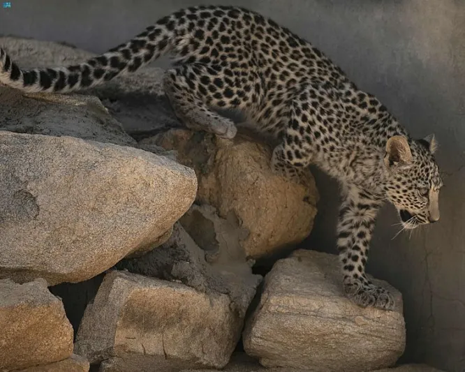 الهيئة الملكية لمحافظة العُلا تحتفل بـ «يوم النمر العربي»