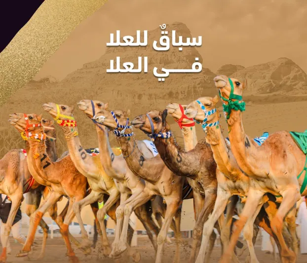 أرقى سباق للهجن بالعالم.. «كأس العلا للهجن» ينطلق مارس المقبل