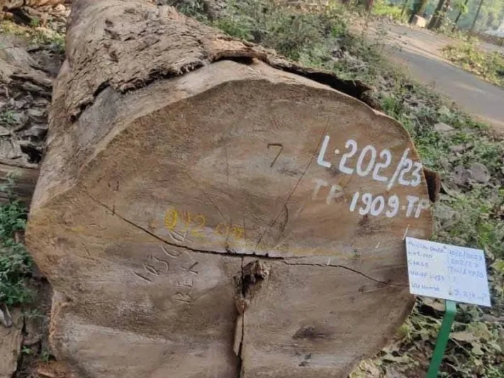 بيع شجرة ميتة من خشب الساج مقابل 49 ألف دولار