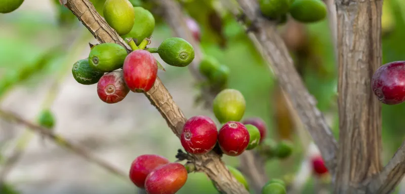 هيئة التراث تسجل رقمًا قياسيًا في موسوعة "غينيس" للبن الخولاني