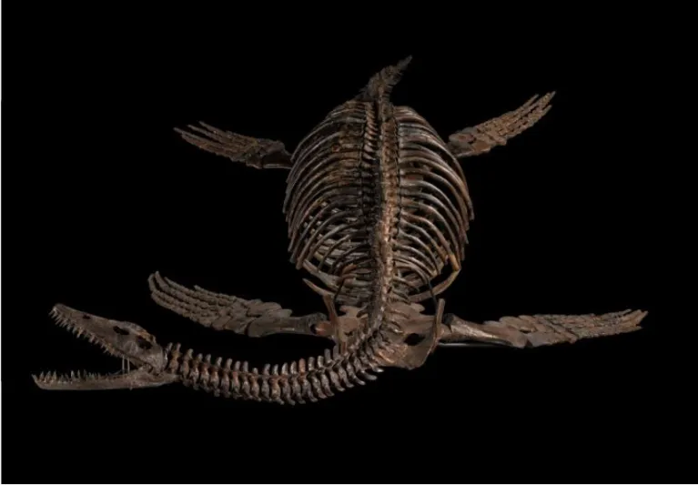 هيكل ديناصور "بليسيوصور" البحري للبيع في مزاد سوثبيز