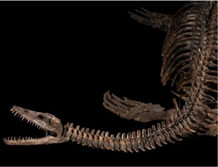 هيكل ديناصور "بليسيوصور" البحري للبيع في مزاد سوثبيز