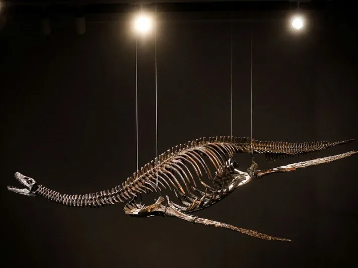 هيكلان عظميان لديناصورين للبيع في مزاد بنيويورك