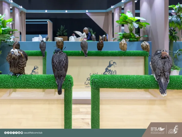 بيع صقر حُر من تفريخ سعودي مقابل 500 ألف ريال