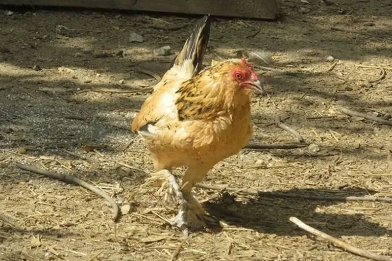 أقدم دجاجة في العالم تطلب وجبة إفطار غريبة كل يوم!