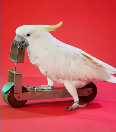 ببغاء يحطم الرقم القياسي بموسوعة غينيس في ركوب الدراجة (فيديو)