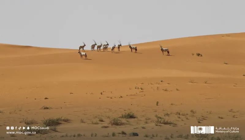 اليونسكو تضم "عروق بني معارض" كأول موقع للتراث الطبيعي بالسعودية
