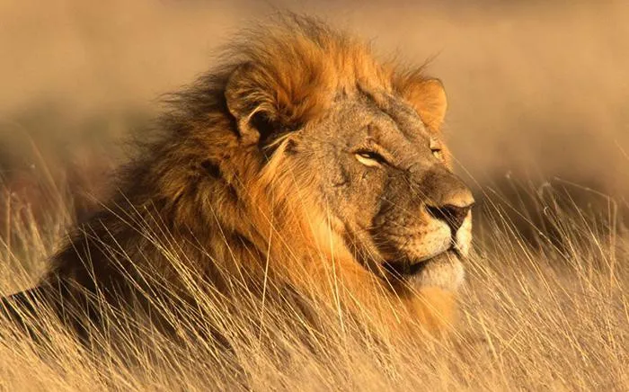 الحيوانات تخشى صوت الإنسان أكثر من زئير الأسد!