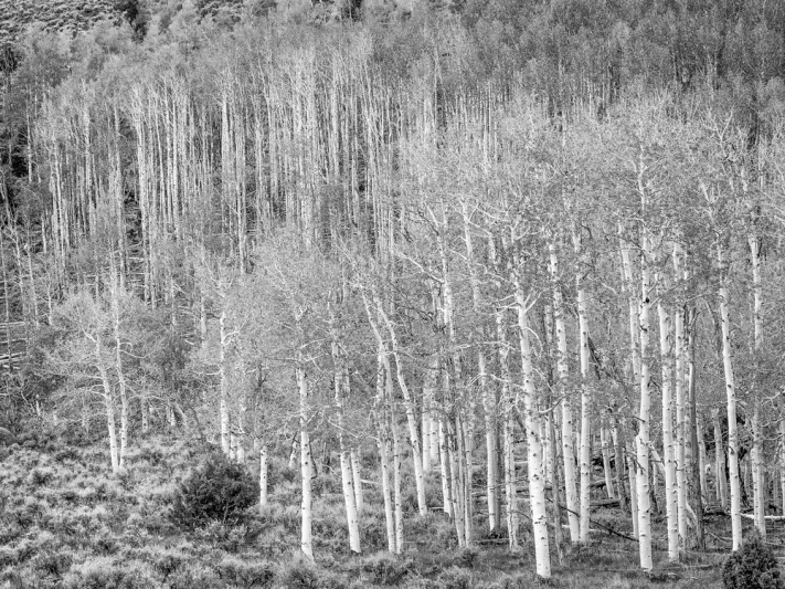 صوت مخيف يصدر عن أكبر كائن حي على الأرض (فيديو)