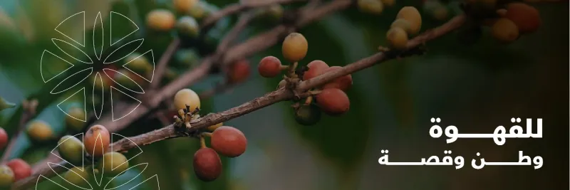 "السعودية للقهوة" تعلن زراعة "بنّ أرابيكا" في جازان