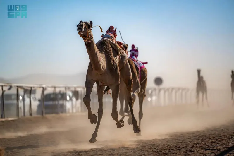 ختام سباق الميادين الثاني للهجن في تبوك