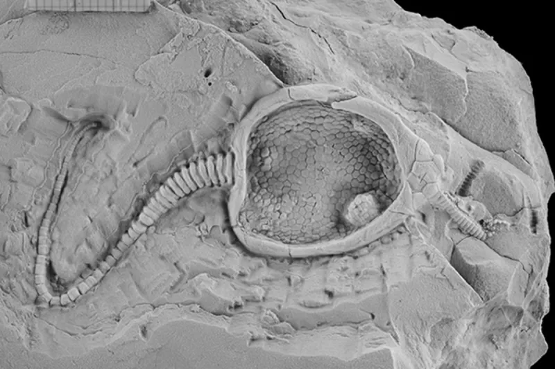 علماء يطورون روبوتًا يحاكي مخلوقًا بحريًّا عاش قبل 450 مليون عام