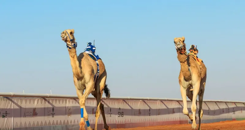 المطية "العنود" تحرز صدارة الأشواط الصباحية بمهرجان الملك عبد العزيز للإبل