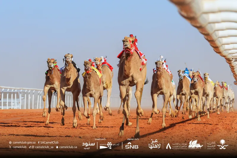 1200 مطية تتنافس في سباقات الهجن بمهرجان الملك عبدالعزيز 