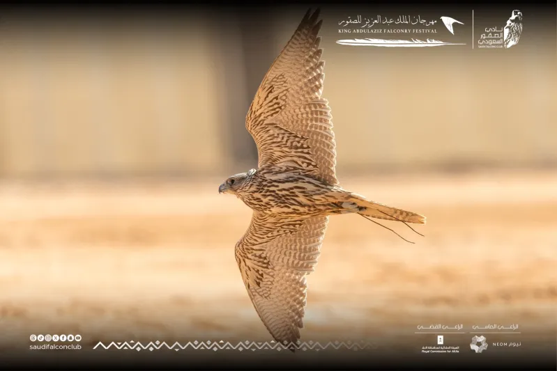 28 صقرًا إلى الأشواط النهائية في مهرجان الملك عبدالعزيز للصقور