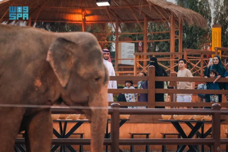 الفيلة الضخمة تتفاعل مع الجمهور في "آسيا الصغرى" بجدة لأول مرة