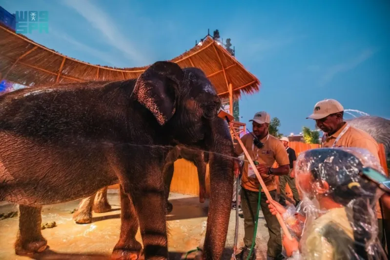 الفيلة الضخمة تتفاعل مع الجمهور في "آسيا الصغرى" بجدة لأول مرة