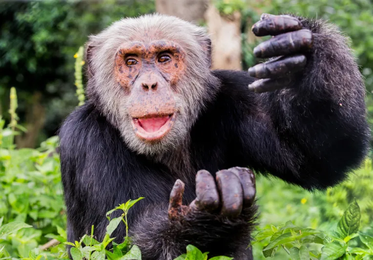 قرود جائعة تهاجم مدرسة بمكة وتلتهم فطور المعلمات «فيديو»