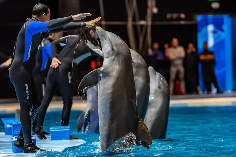 بتصرفاتها الذكية.. تجربة الدلافين تجذب زوار بوليفارد وورلد في عروض باهرة