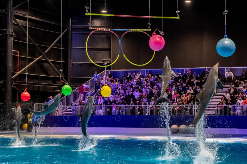 بتصرفاتها الذكية.. تجربة الدلافين تجذب زوار بوليفارد وورلد في عروض باهرة
