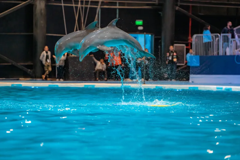 بتصرفاتها الذكية.. تجربة الدلافين تجذب زوار بوليفارد وورلد في عروض باهرة
