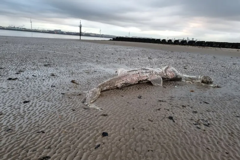 اكتشاف مخلوق بحري ضخم على شواطئ بريطانيا