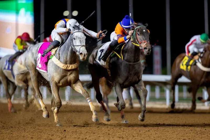 مهرجان الأمير سلطان بن عبد العزيز.. نخبة الخيول العربية تتنافس في الرياض