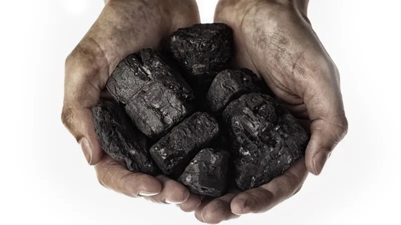 ثورة في إنتاج العلف الحيواني .. علماء صينيون ينجحون في تحويل الفحم إلى بروتين!