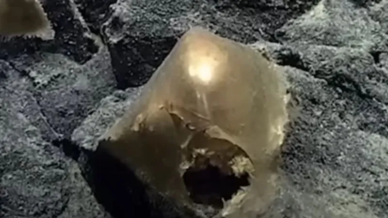 كائن بحري غامض يثير حيرة العلماء!