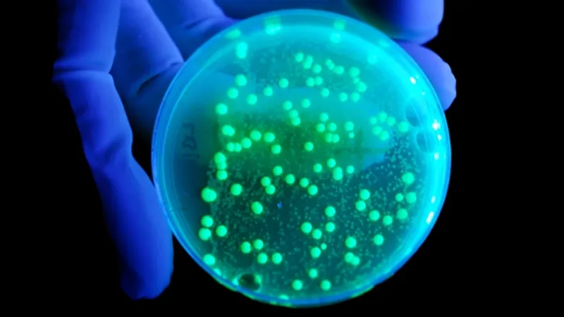 "الصحة العالمية": انتشار المرض "X" مسألة وقت.. ويجب الاستعداد له من الآن