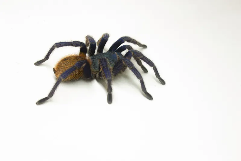 "النتيجة مذهلة".. علماء يحولون شبكة عنكبوت إلى موسيقى!