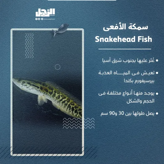 الأسماك الأكثر شراسة بالعالم