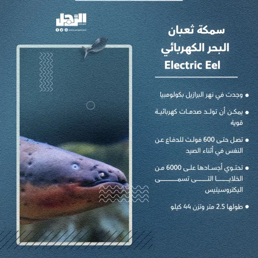 الأسماك الأكثر شراسة بالعالم