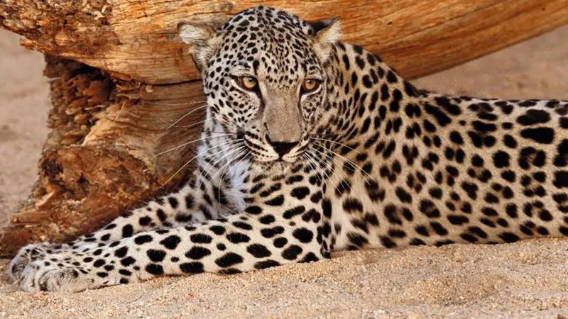 "كاتموسفير" تدعو للمشاركة في مسيرات "كات ووك" للاحتفال باليوم العالمي للنمر العربي